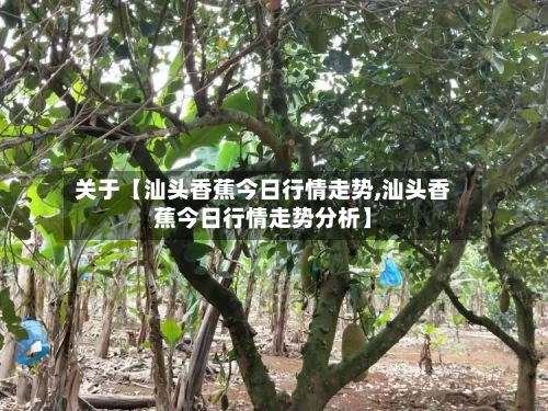 关于【汕头香蕉今日行情走势,汕头香蕉今日行情走势分析】