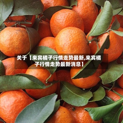 关于【来宾橘子行情走势最新,来宾橘子行情走势最新消息】-第3张图片