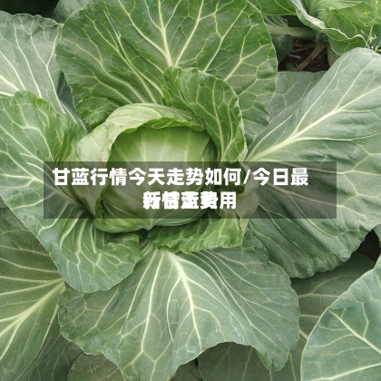 甘蓝行情今天走势如何/今日最新甘蓝费用行情走势-第2张图片