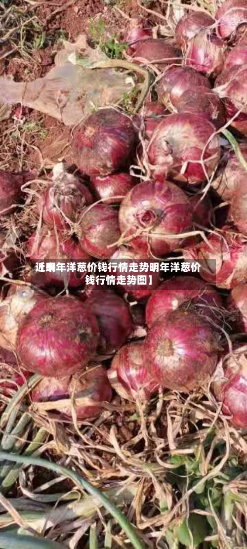 近来【明年洋葱价钱行情走势明年洋葱价钱行情走势图】-第2张图片