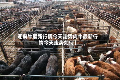 近来【肉牛最新行情今天走势肉牛最新行情今天走势如何】-第3张图片