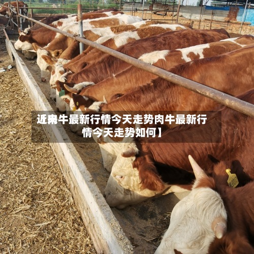 近来【肉牛最新行情今天走势肉牛最新行情今天走势如何】