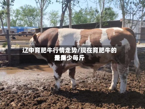辽中育肥牛行情走势/现在育肥牛的费用是多少每斤
