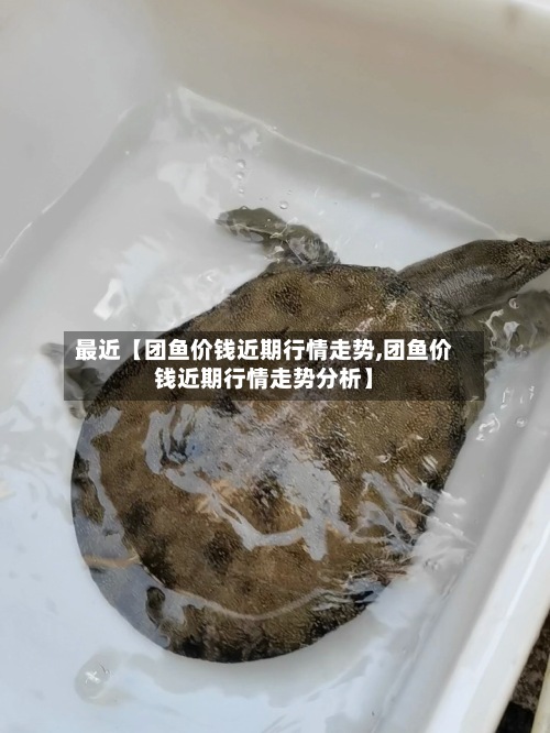 最近【团鱼价钱近期行情走势,团鱼价钱近期行情走势分析】