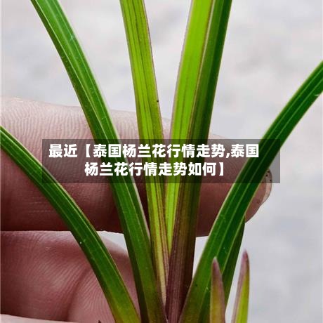 最近【泰国杨兰花行情走势,泰国杨兰花行情走势如何】-第2张图片