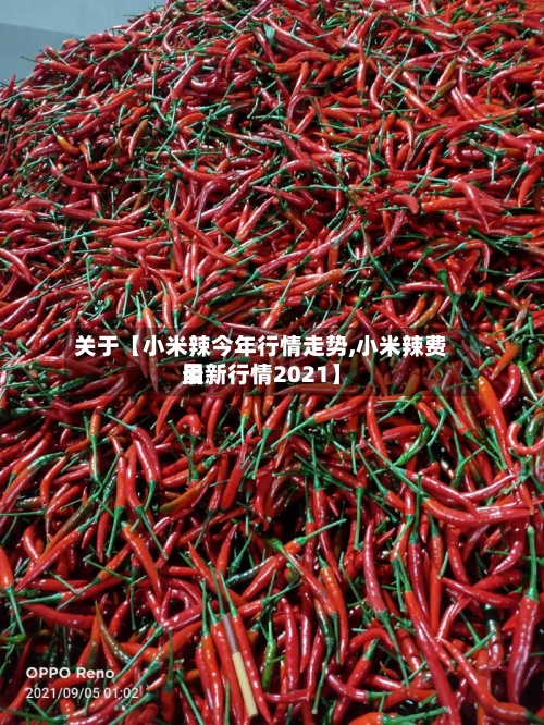 关于【小米辣今年行情走势,小米辣费用最新行情2021】-第3张图片
