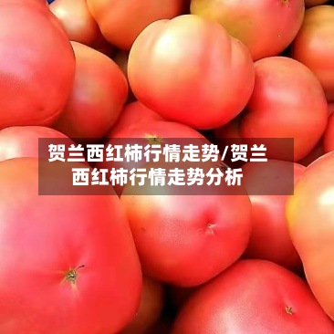 贺兰西红柿行情走势/贺兰西红柿行情走势分析-第2张图片