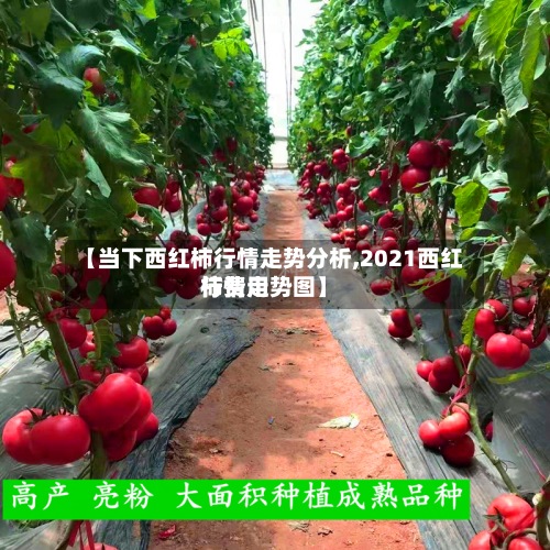 【当下西红柿行情走势分析,2021西红柿费用行情走势图】