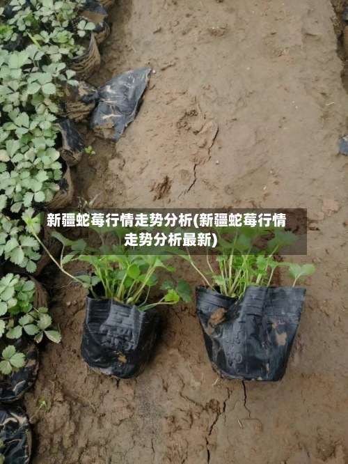 新疆蛇莓行情走势分析(新疆蛇莓行情走势分析最新)