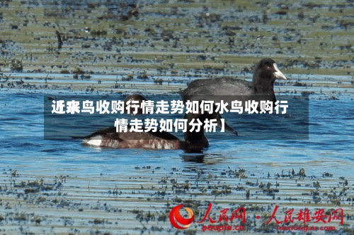 近来【水鸟收购行情走势如何水鸟收购行情走势如何分析】