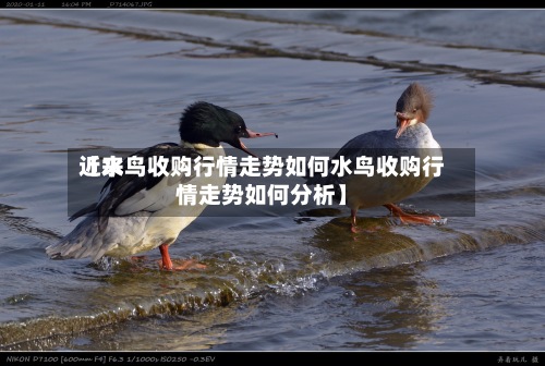 近来【水鸟收购行情走势如何水鸟收购行情走势如何分析】-第2张图片