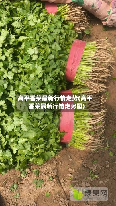 高平香菜最新行情走势(高平香菜最新行情走势图)-第2张图片