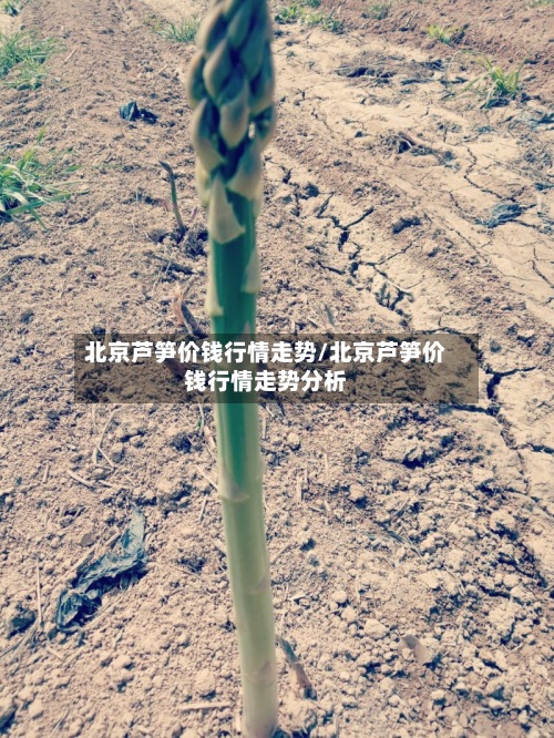 北京芦笋价钱行情走势/北京芦笋价钱行情走势分析-第2张图片