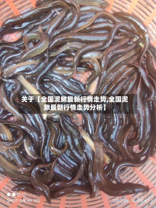 关于【全国泥鳅最新行情走势,全国泥鳅最新行情走势分析】-第2张图片