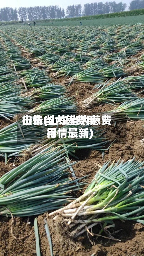 山东省大葱费用行情(山东省大葱费用行情最新)-第3张图片