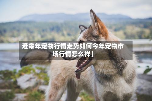 近来【今年宠物行情走势如何今年宠物市场行情怎么样】-第2张图片