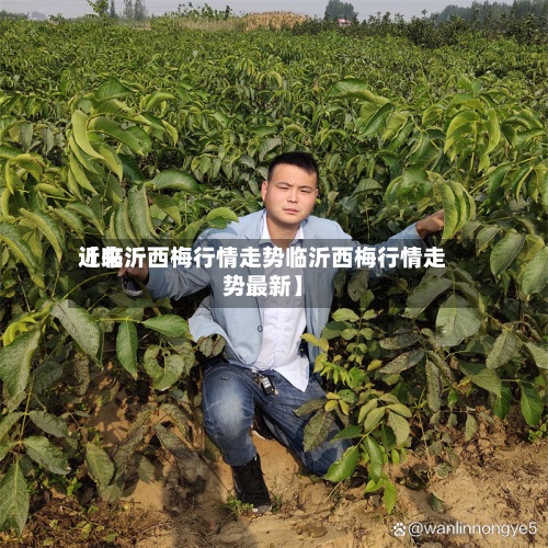 近来【临沂西梅行情走势临沂西梅行情走势最新】-第2张图片