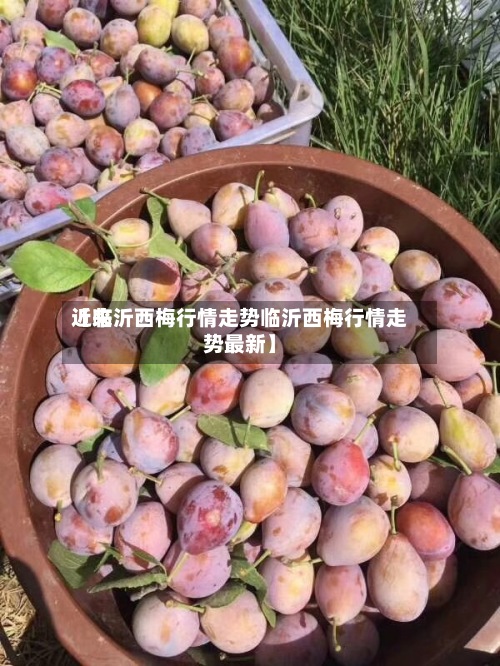 近来【临沂西梅行情走势临沂西梅行情走势最新】-第3张图片
