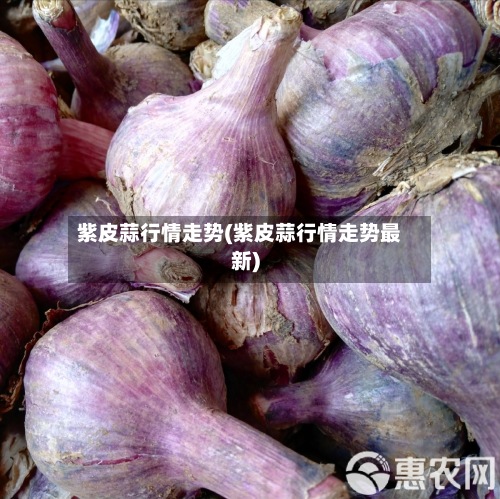 紫皮蒜行情走势(紫皮蒜行情走势最新)-第2张图片