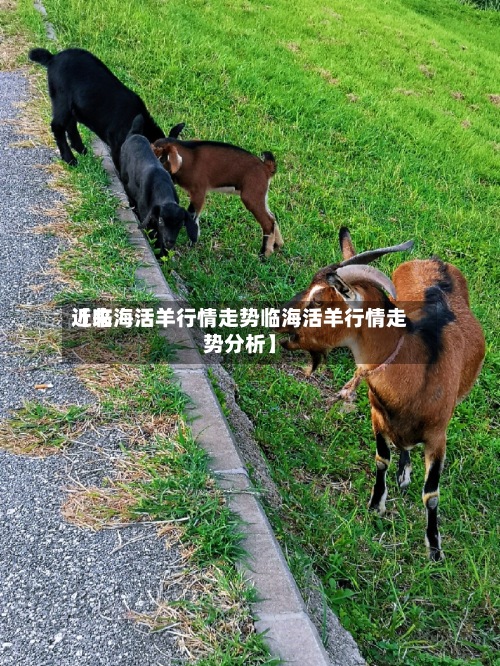 近来【临海活羊行情走势临海活羊行情走势分析】