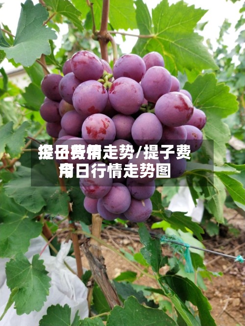 提子费用今日行情走势/提子费用今日行情走势图-第2张图片