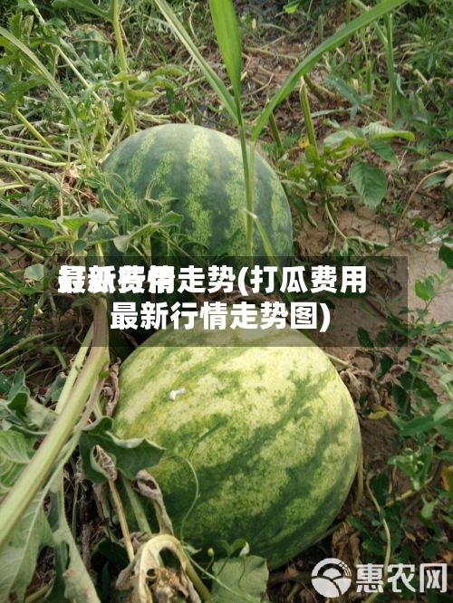 打瓜费用最新行情走势(打瓜费用最新行情走势图)-第3张图片