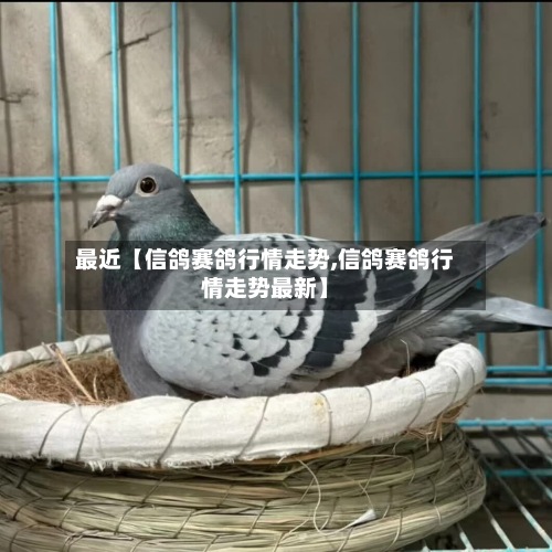 最近【信鸽赛鸽行情走势,信鸽赛鸽行情走势最新】