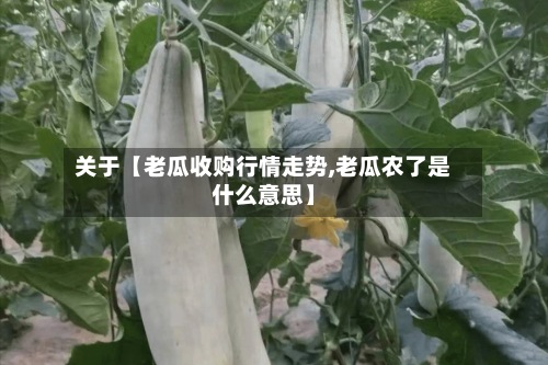 关于【老瓜收购行情走势,老瓜农了是什么意思】