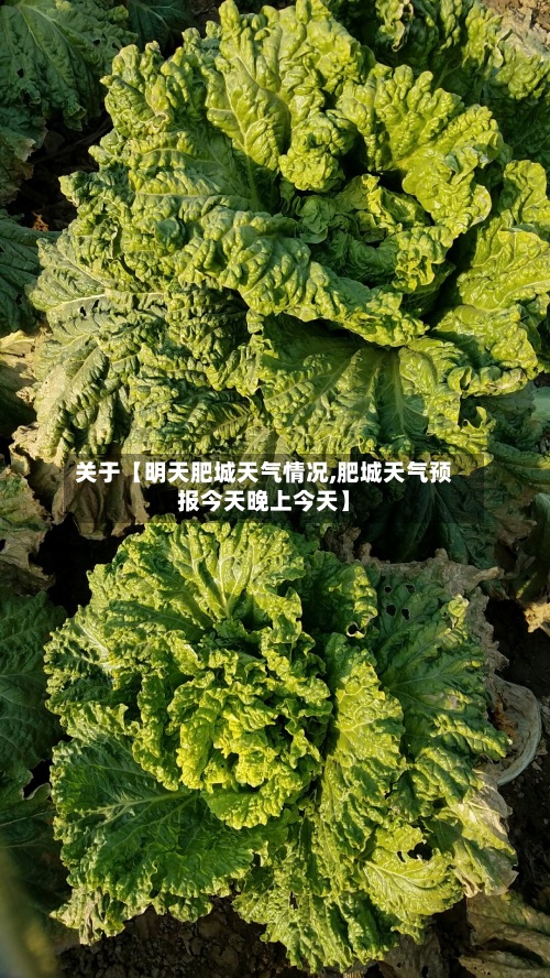 关于【明天肥城天气情况,肥城天气预报今天晚上今天】