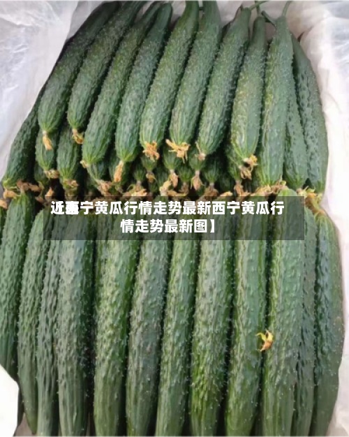 近来【西宁黄瓜行情走势最新西宁黄瓜行情走势最新图】-第3张图片