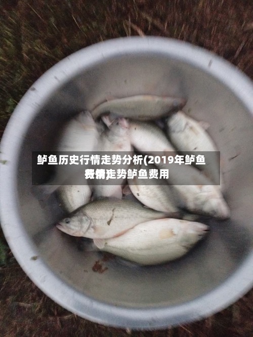 鲈鱼历史行情走势分析(2019年鲈鱼费用行情走势鲈鱼费用行情)