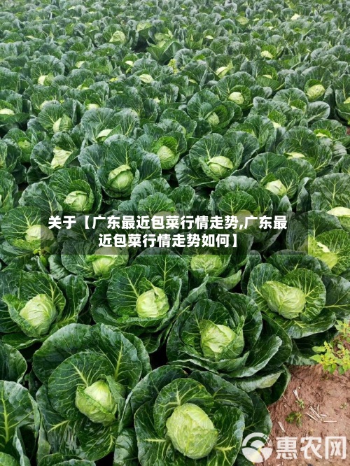 关于【广东最近包菜行情走势,广东最近包菜行情走势如何】
