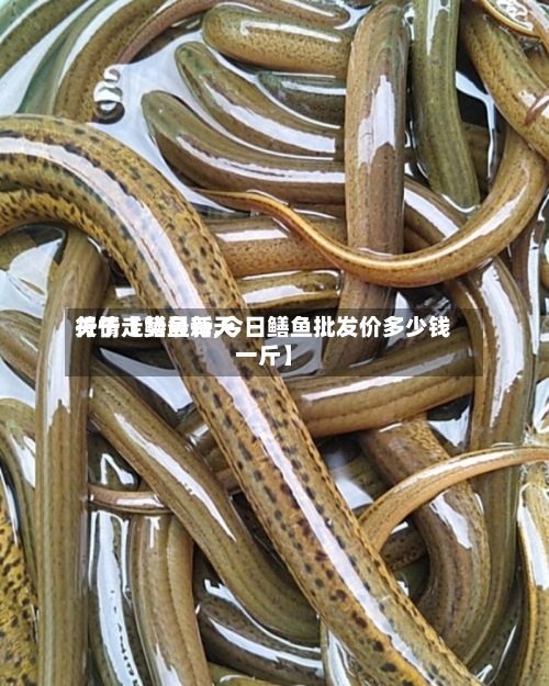 关于【鳝鱼每天行情走势最新,今日鳝鱼批发价多少钱一斤】