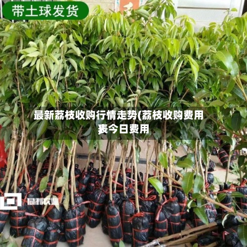 最新荔枝收购行情走势(荔枝收购费用表今日费用)-第2张图片