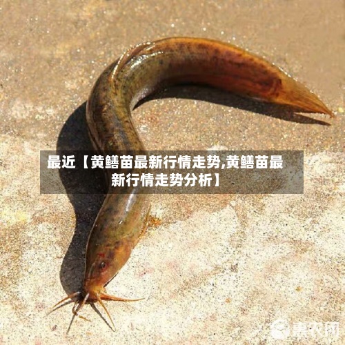 最近【黄鳝苗最新行情走势,黄鳝苗最新行情走势分析】-第2张图片