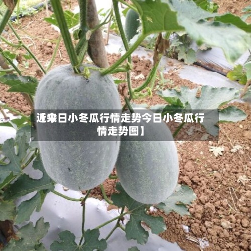 近来【今日小冬瓜行情走势今日小冬瓜行情走势图】
