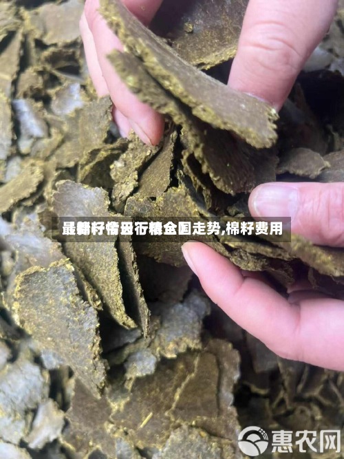 【棉籽今日行情全国走势,棉籽费用最新行情天下粮仓】