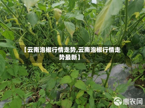 【云南泡椒行情走势,云南泡椒行情走势最新】