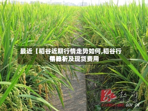 最近【稻谷近期行情走势如何,稻谷行情分析及现货费用平稳】-第2张图片