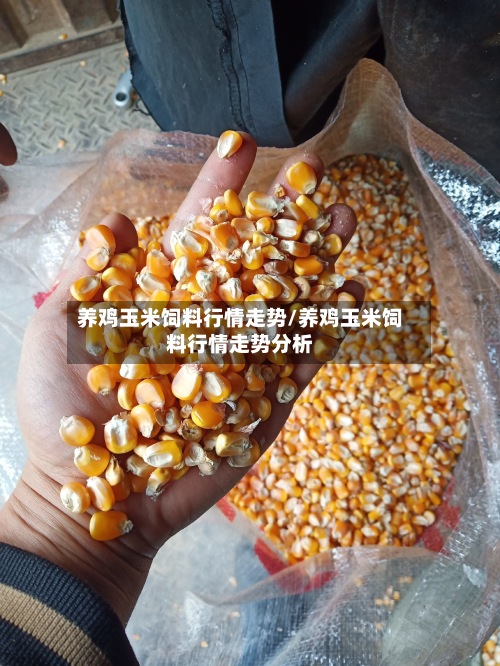 养鸡玉米饲料行情走势/养鸡玉米饲料行情走势分析