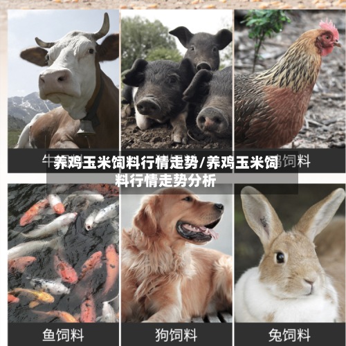养鸡玉米饲料行情走势/养鸡玉米饲料行情走势分析-第2张图片
