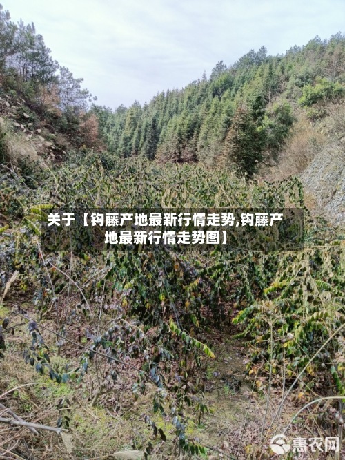 关于【钩藤产地最新行情走势,钩藤产地最新行情走势图】