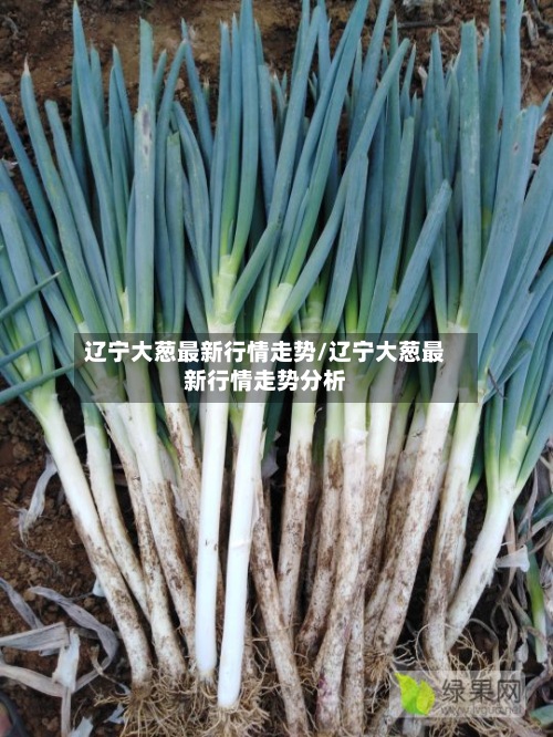 辽宁大葱最新行情走势/辽宁大葱最新行情走势分析