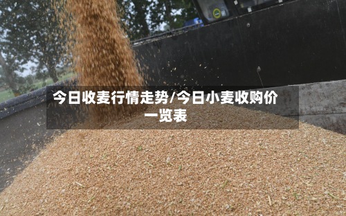 今日收麦行情走势/今日小麦收购价一览表