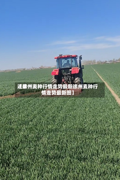 近来【徐州麦种行情走势最新徐州麦种行情走势最新图】-第2张图片