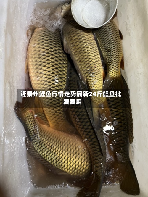 近来【贵州鲤鱼行情走势最新24斤鲤鱼批发费用贵州】-第2张图片