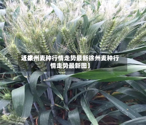 近来【徐州麦种行情走势最新徐州麦种行情走势最新图】-第3张图片