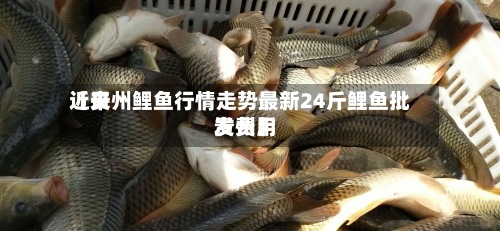 近来【贵州鲤鱼行情走势最新24斤鲤鱼批发费用贵州】-第3张图片