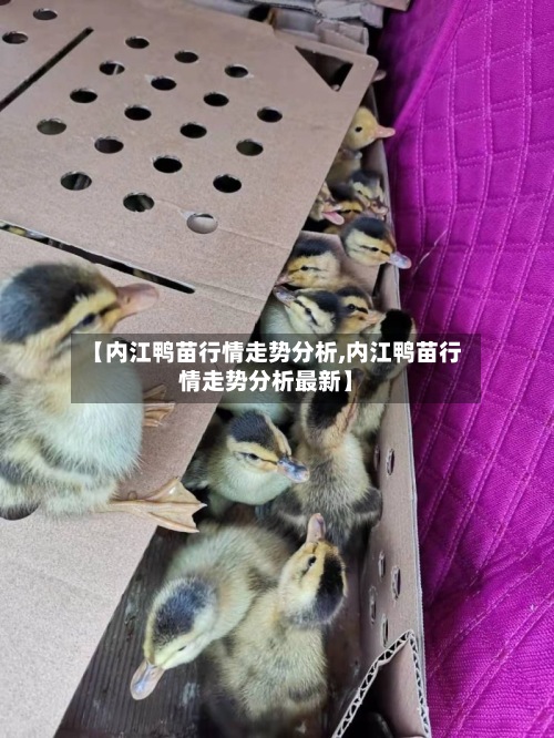 【内江鸭苗行情走势分析,内江鸭苗行情走势分析最新】-第3张图片