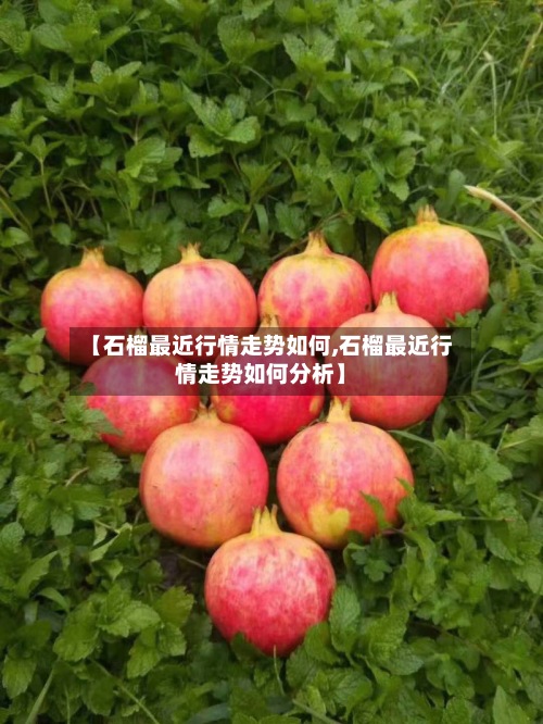【石榴最近行情走势如何,石榴最近行情走势如何分析】